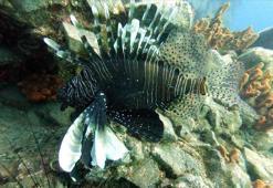 Akdeniz'de suyun sıcaklığı arttı! Şimdinin endişesi yarının büyük belası olacak