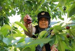Türkiye'nin en geç hasadı burada yapılıyor! Değeri yüksek, kilogram fiyatı 350 lira