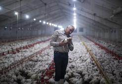 Adana'da son yıllarda hızla artan tavuk çiftliklerine önlem! Şikayetler üzerine harekete geçildi