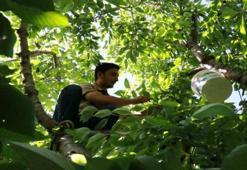 Türkiye'de en geç kiraz hasadı orada yapılıyor: Verim yüzde 90 azaldı!