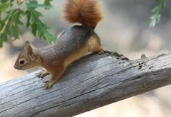 Erzincan'da kızıl sincap pikniğe ortak oldu! Ekmek ikramını geri çevirmedi