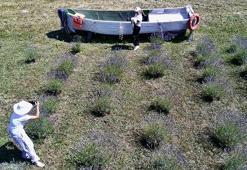 Sinoplu kadınlar öyle bir ürün ekti ki hasat başlamadan para kazanıyorlar! Yağı da kazandırıyor ziyaretçisi de