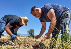 Türkiye'nin bereketli topraklarından çıkmasıyla ün kazanmış! Fiyatları düştü, 50 liradan satılıyor