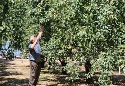 Bursa'da gördü, Zonguldak'ta uyguladı! Kurduğu bahçeden 80 tonluk hasat bekliyor