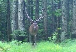 Bursa'nın dağlarında Cervus elaphu fotokapana takıldı