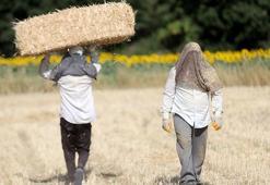 Edirne, Kırklareli ve Tekirdağ'da 'altın' hasadı bitti! Asıl iş şimdi başlıyor