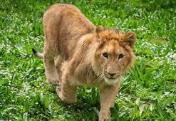 Pars artık yok! İzmir'den üzen haber geldi, belediye ölüm nedenini açıkladı