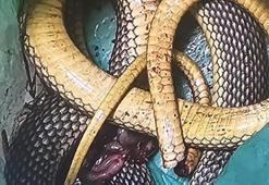 Bursa'da yılan kâbusu: Bir kişiyi ısırdı! 1,5 metre boyunda, işte şoke eden görüntüler...