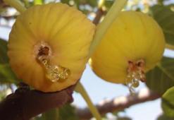 İncir diyarından haber geldi! İzin çıktı, tarih belli oldu