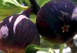 Aydın'da hasat ve ihracat heyecanı! Beklenen tarihler belli oldu