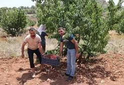Mardin'de seneler önce tadına bakmak için dikti! 81 ile kasa kasa satılıyor: Bu ürün hiçbir yerde yok