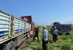 Tarlada fiyatlar 1 liraya kadar düştü! Zarar eden çiftçinin duası kabul oldu