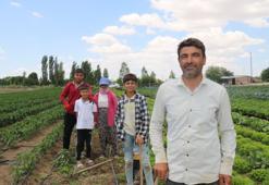 40 derecelik sıcaklarda zorlu mücadele! Ekmek paralarını topraktan çıkarıyorlar