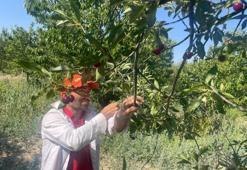 Türkiye'nin en kalitelisi burada yetişiyor! Hasatta hüsran, bu yıl sezon başlamadan bitti
