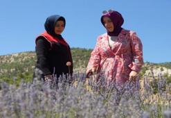 Emekli maaşı yetmedi, köyüne döndü: Konya'da başladı, Karaman'da 4 ton yağ üretmeye başladı