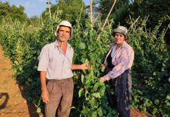 Meşhur sırık fasulyesinde hasat zamanı! Doğal yöntemlerle yetişiyor, büyük talep var