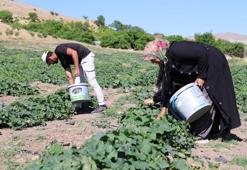 Hal fiyatına organik olarak satıyorlar! 3 çocuğunu onun sayesinde okuttu