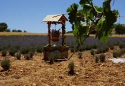 Emekli olup döndüğü köyünde önce lavanta ekti! Şimdi ise daha değerli bir ürün yetiştirecek