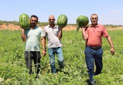 Türkiye'nin en lezzetli karpuzları burada yetişiyor! Tadına bakan bir daha vazgeçemiyor