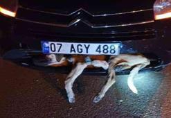 Hayvanlara çarpıp kaçan sürücülere büyük ceza! Veterinere götürmeyen cezayı öder