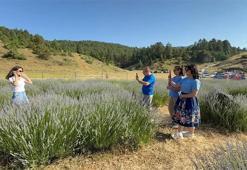 Adana'da sadece 2 hafta sürüyor! Saimbeyli'nin endemik mavi kelebekleri lavanta tarlalarını büyüledi