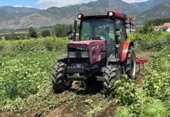 Tokat'ta tam 20 ton ürünle hasat bitti! Mahsul tarladan kalktı, 10 bin TL'den satış başladı