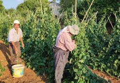 Güvercin gübresiyle besliyor, günlük 600 kilo üretimi var: Çevre illerden yoğun talep görüyor