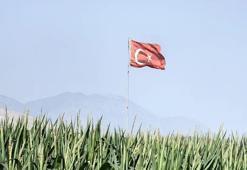 Konya'da mısır ekim alanında görüldü: 10 gün gecikince acil uyarı geldi