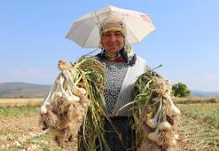 Taşköprü sarımsağının gizli kahramanları! Günlük 1200 lira yevmiyesi var: Kavurucu sıcaklarda zorlu mesaiye devam ediyorlar