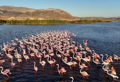 Göç yolunun zarif konukları Sivas'ta: İzleyenleri mest ediyor