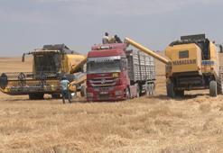 Türkiye'nin tahıl ambarında hasat sürüyor! Üretimde büyük artış var, ekmek, un fiyatlarına bile etki ediyor