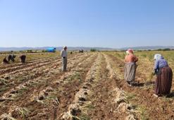 Kavurucu sıcakta zorlu mesai! 200 liraya tüm dünyanın damağına lezzet katıyorlar