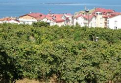 Fındık çiftçisine uyarı! Erken hasat yapanlar kaybeder