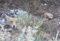 Dağ eteğinde sürü halinde fotokapana yakalandılar! Yaban hayatı görüntülendi