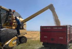 Kars'ta herkesin 'yapma' dediğini yaptı: Dönüm başına 600 kilo ürün elde etti!