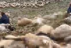 Tunceli'de 2 yıl emek verdi, saniyeler içinde 200 tanesi birden öldü