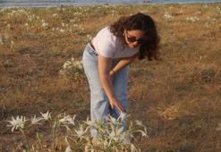 Samsun'da sahil kenarında kendiliğinden yetişiyor: Karadeniz'i süsledi, cezası çok ağır!