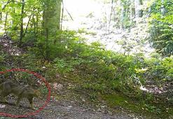 Nesli tükenme tehlikesi altındaydı: Bursa'da fotokapana yakalandı! Avını sessiz görünmez izlerle avlıyor