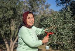 Bu ağacı bahçesine dikken bin yıl meyvesini topluyor! Saksıda yetiştiren bile para vermiyor, yağmur suyu yetiyor