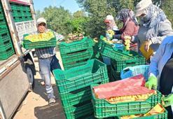 Sezon başladı, çiftçiler iyi kazançtan ümitli! Kilogram fiyatı 50 liradan başlıyor