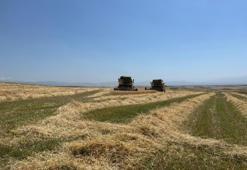Ata tohumu arpa ile bereket fışkırdı! Çiftçinin yüzü güldü