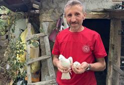 Gümüşhane'de tavuk yumurtasının üzerine kuluçkaya yatan güvercin, çıkan civcivi sahiplendi