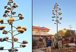 İzmir'de görenler hayran kaldı: UNESCO koruma altına almıştı! 30 yıl sonra ilk kez görüldü