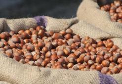 Samsun'da fındık rekolte tahmini belli oldu: O ilçe birinci sırada yer aldı