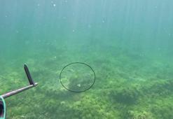 Balık avlarken görünce neye uğradığını şaşırdı: Asıl yuvası Akdeniz ama Marmara Denizi'nde görüldü!