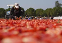 İzmir'den Avrupa ve ABD'ye gidiyor! Her gün 20 kamyon toplanıyor, kilosu 4 dolardan sıraya girdiler