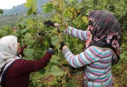 Ordu'da karar verildi! Günlük 1.500 TL ödeme yapılacak