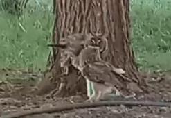 Türkiye'de yayılmaya başladı: Eviniz yakınında bu canlıyı görürseniz sevinin!