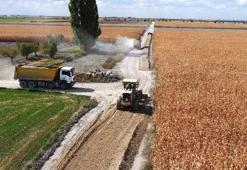 Türkiye'nin ihtiyacının yüzde 65'ini Konya karşılıyor: Söküm, yıkama ve seçmesi başladı