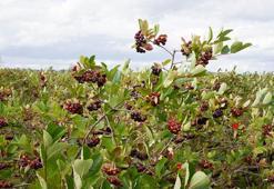 Dönüm başına 100 bin TL kazanç! Genç çiftçiler gözünü oraya dikti, evini, arabasını satan hemen başlıyor